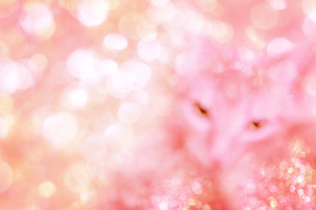 Ethereal Pastel Pink Bokeh Background