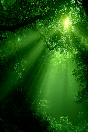 Ethereal Sunbeams in Dense Jungle Canopy