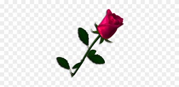 Etiqueta 39667477 76 Etiqueta 39667477 77 Etiqueta - Garden Roses