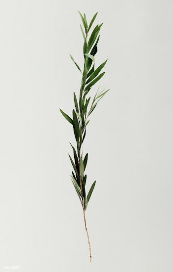 Eucalyptus branch on white background | Free stock psd mockup - 556007
