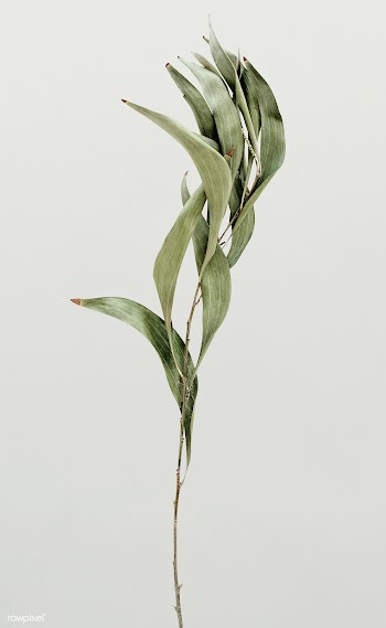 Eucalyptus branch on white background | Free stock psd mockup - 556102
