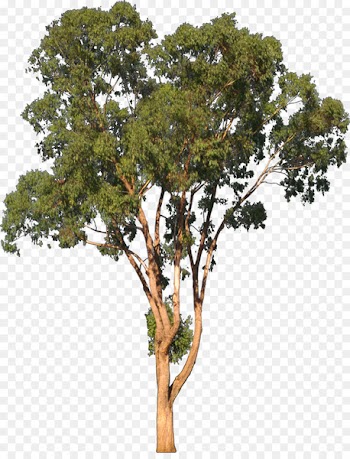Eucalyptus camaldulensis Tree Shrub Clip art - eucalyptus 