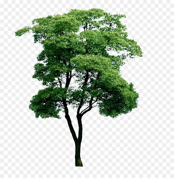 Eucalyptus globulus Tree Plant - Plant eucalyptus picture material 