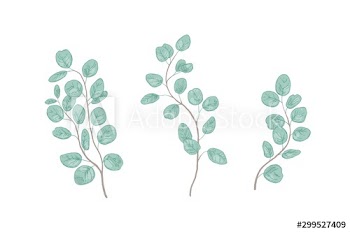 Eucalyptus gunnii branches realistic vector illustrations set