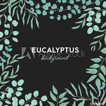 Eucalyptus gunnii hand drawn background design
