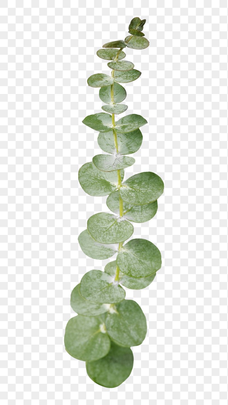 Eucalyptus leaf branch png sticker, | Free PNG - rawpixel