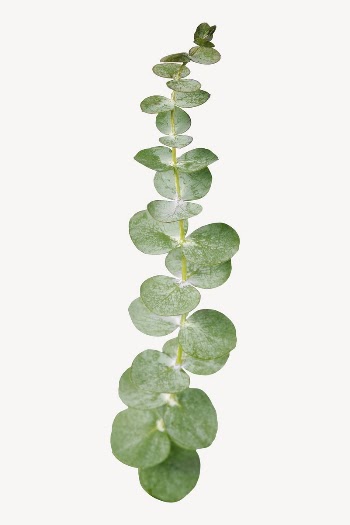 Eucalyptus leaf branch sticker, aesthetic | Free PSD - rawpixel