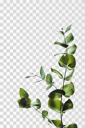 Eucalyptus leaves on PNG transparent background. Author @anniespratt / Unplash