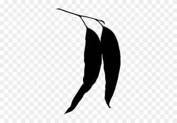 Eucalyptus Leaves Silhouette Vector Illustration Public - Eucalyptus Leaf Silhouette