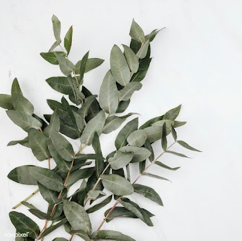 Eucalyptus on a white marble background