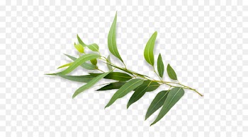 Eucalyptus radiata Eucalyptus polybractea Eucalyptus oil Essential oil - eucalyptus 