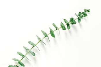 Eucalyptus round leaves on white background | Free  photo - 2259702