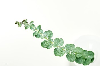 Eucalyptus round leaves on white background | Free  photo - 2259704