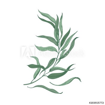 Eucalyptus sprig with green leaves isolated on white background
