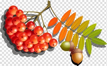 Euclidean , Autumn berries material Free dig transparent background PNG clipart