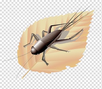 Euclidean , On the leaves of cricket transparent background PNG clipart