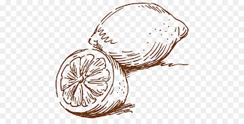 Euclidean vector Vecteur Lemon - Vector Lemon sketch 