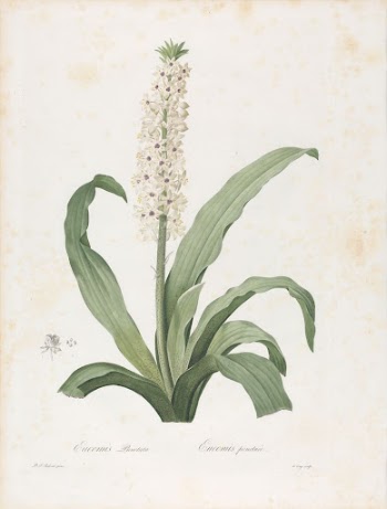 Eucomis Punctata, Plate 208 from Les | Free Photo - rawpixel