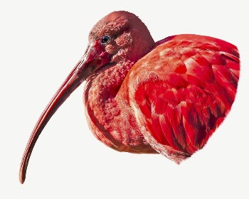 Eudocimus ruber bird collage element | Free PSD - rawpixel