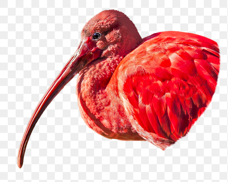 Eudocimus ruber bird png sticker, | Free PNG - rawpixel