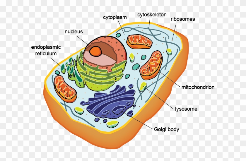Eukaryotic Cell Structure And Function - Prokaryotic And Eukaryotic Cells