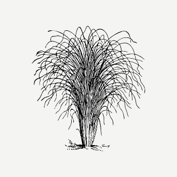 Eulalia grass clipart, vintage plant | Free PSD Illustration - rawpixel