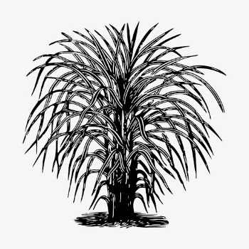 Eulalia tree clipart, vintage botanical | Free Vector - rawpixel
