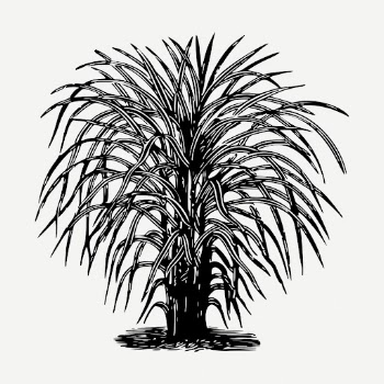 Eulalia tree drawing, vintage botanical | Free PSD - rawpixel