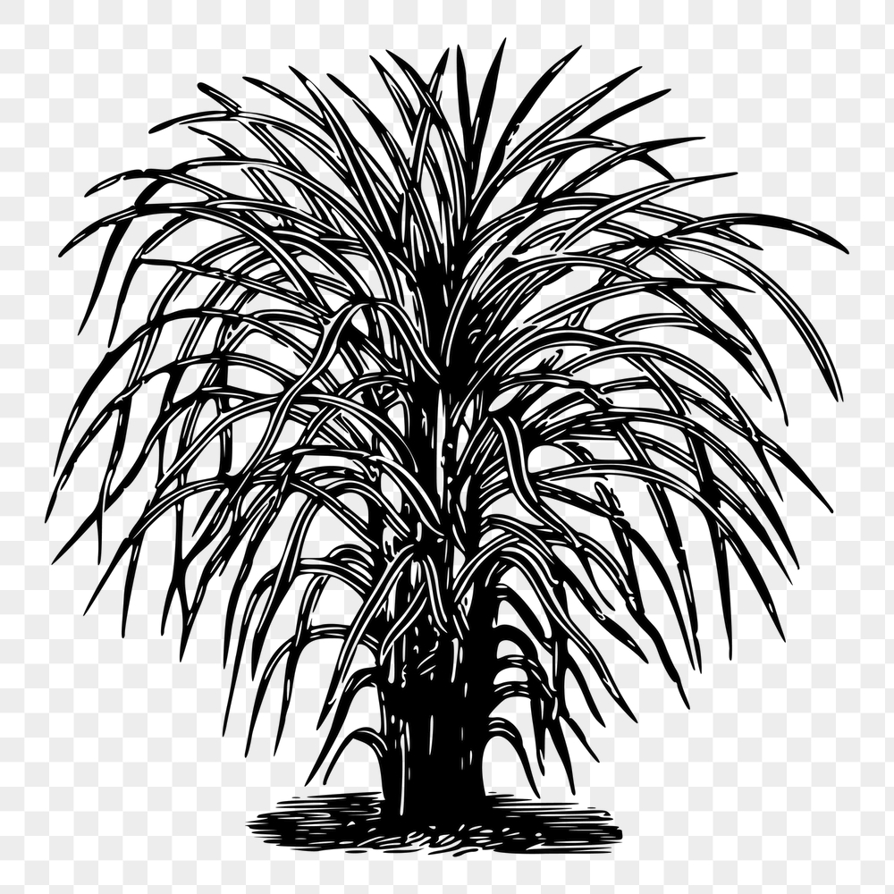 Eulalia tree png sticker, vintage | Free PNG - rawpixel