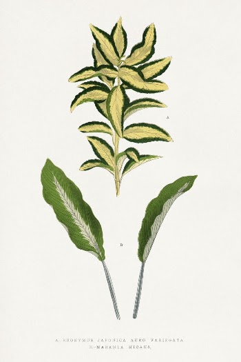 Euonymus Japonica Auro Aariegata leaf | Free Photo Illustration - rawpixel