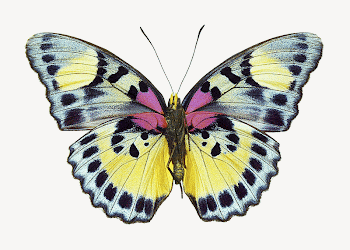 Euphaedra butterfly collage element psd | Free PSD - rawpixel