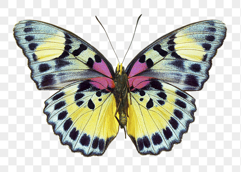 Euphaedra butterfly png sticker, transparent | Free PNG - rawpixel