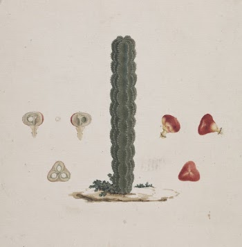 Euphorbia abyssinica  J.F. Gmel. | Free Photo - rawpixel