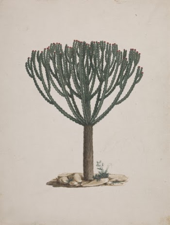 Euphorbia abyssinica  J.F. Gmel. | Free Photo - rawpixel
