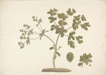 Euphorbia helioscopia  L. (Sun | Free Photo - rawpixel