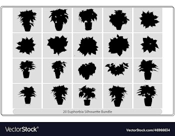 euphorbia isolated on white background