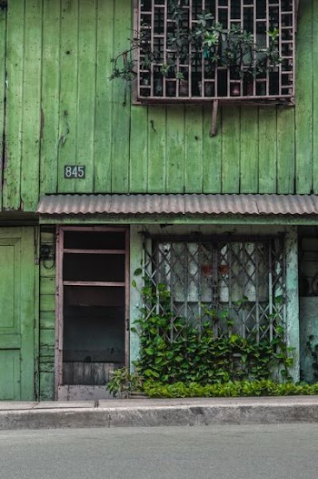 Euphorbia plants on brown window of green house at daytime