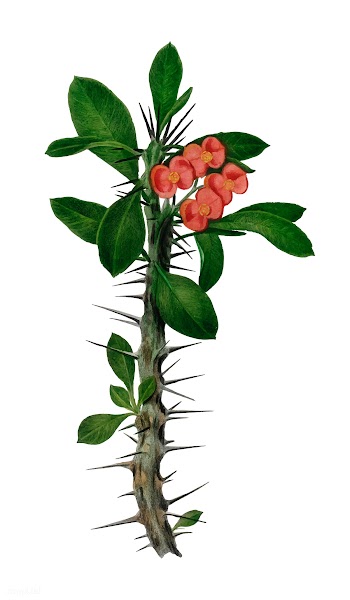 Euphorbia Splendens illustrated by Charles De.. | Free stock vector - 467392