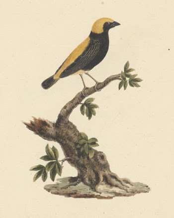 Euplectes afer (Yellow-Crowned Bishop) by Luigi | Free Photo - rawpixel