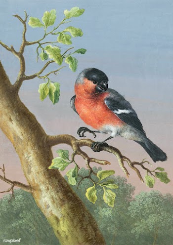 Eurasian Bullfinch bird painting | Free public domain illustration - 2228654