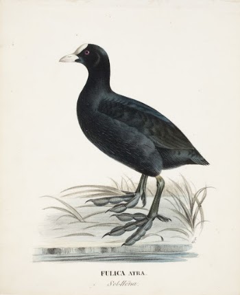 Eurasian coot, 1828 - 1838, | Free Photo - rawpixel