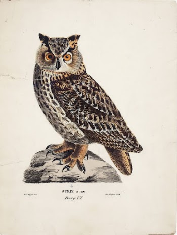 Eurasian eagle-owl, 1829, Magnus von | Free Photo - rawpixel