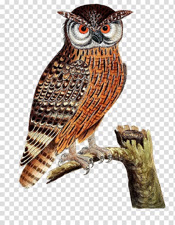 Eurasian eagle-owl Bird of prey Great Horned Owl, Owl standing on a tree transparent background PNG clipart