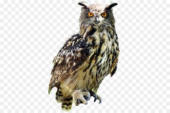 Eurasian eagle-owl Bird Snowy owl Blakistons fish owl Great Horned Owl - Owl PNG Free Download 