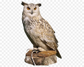 Eurasian eagle-owl Portable Network Graphics Clip art Image - owl 