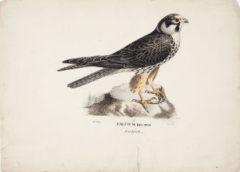 Eurasian hobby, male, 1828 - | Free Photo - rawpixel