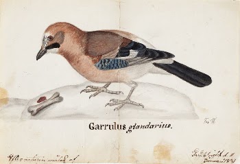 Eurasian jay, 1831, by Ferdinand | Free Photo - rawpixel