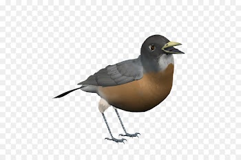 Eurasian magpie Bird Portable Network Graphics American Sparrows Illustration -  
