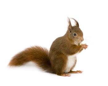 Eurasian red squirrel - Sciurus vulgaris (2 years) in front of a white background