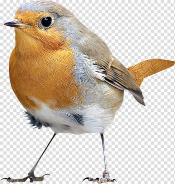 Eurasian Robin bird illustration, Bird Icon, Birds,Birds transparent background PNG clipart